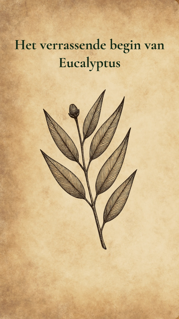 Het verrassende begin van Eucalyptus